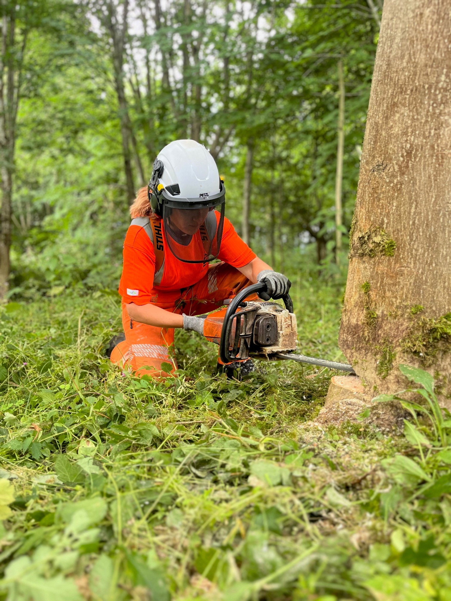Forestry & Arboriculture