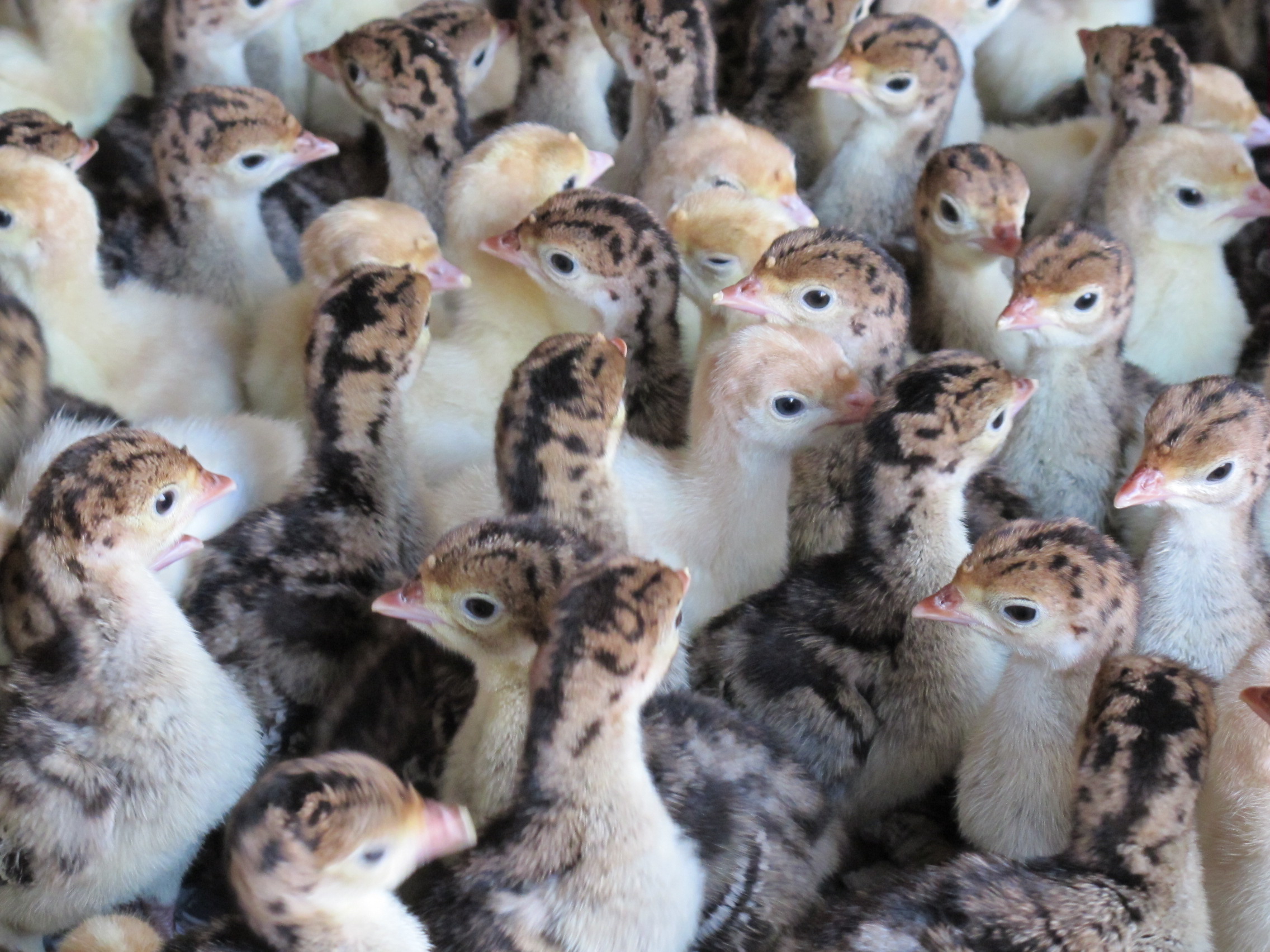 City & Guilds NPTC Animal Transport Assessment (0141)