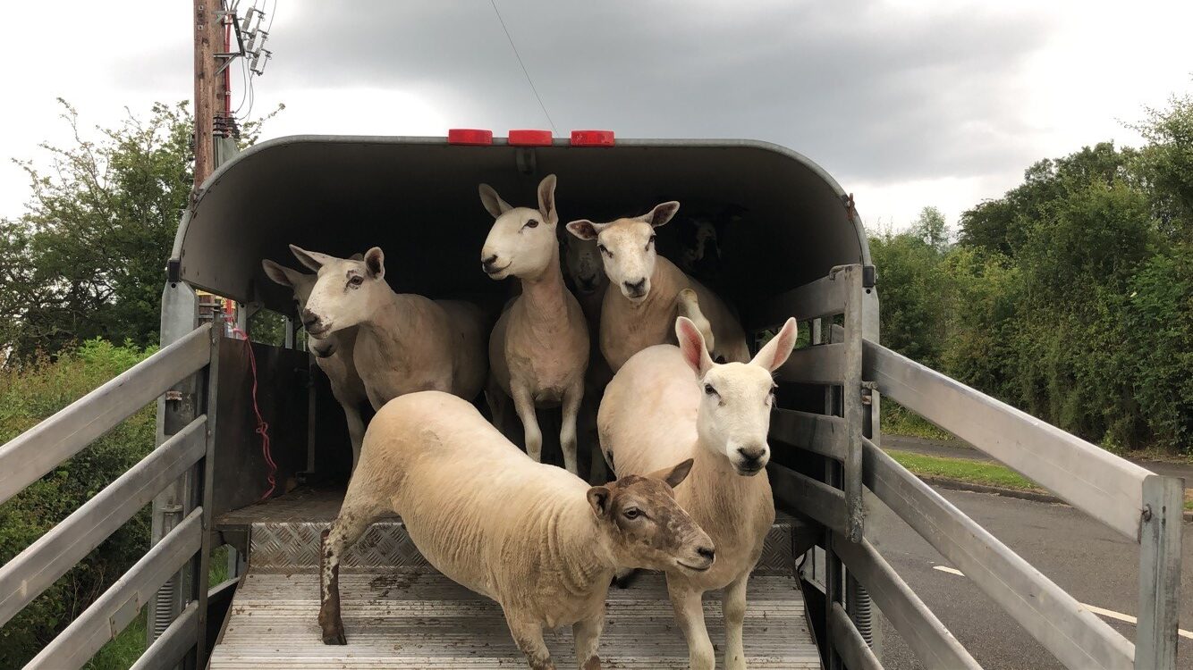 City & Guilds NPTC Animal Transport Assessment (0141)