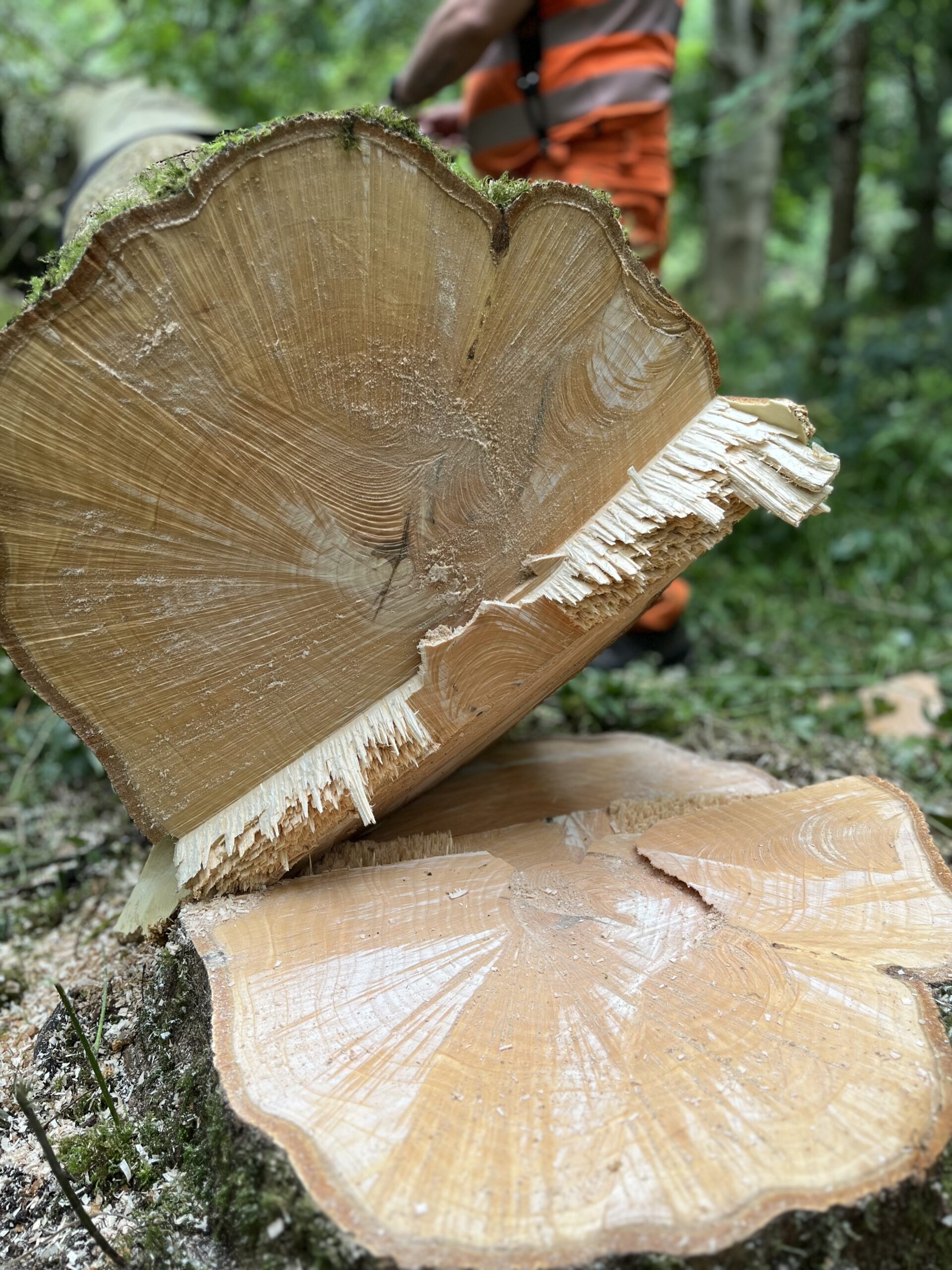 Level 2 Chainsaw Felling and Processing Trees up to 380mm [3.5 Days]