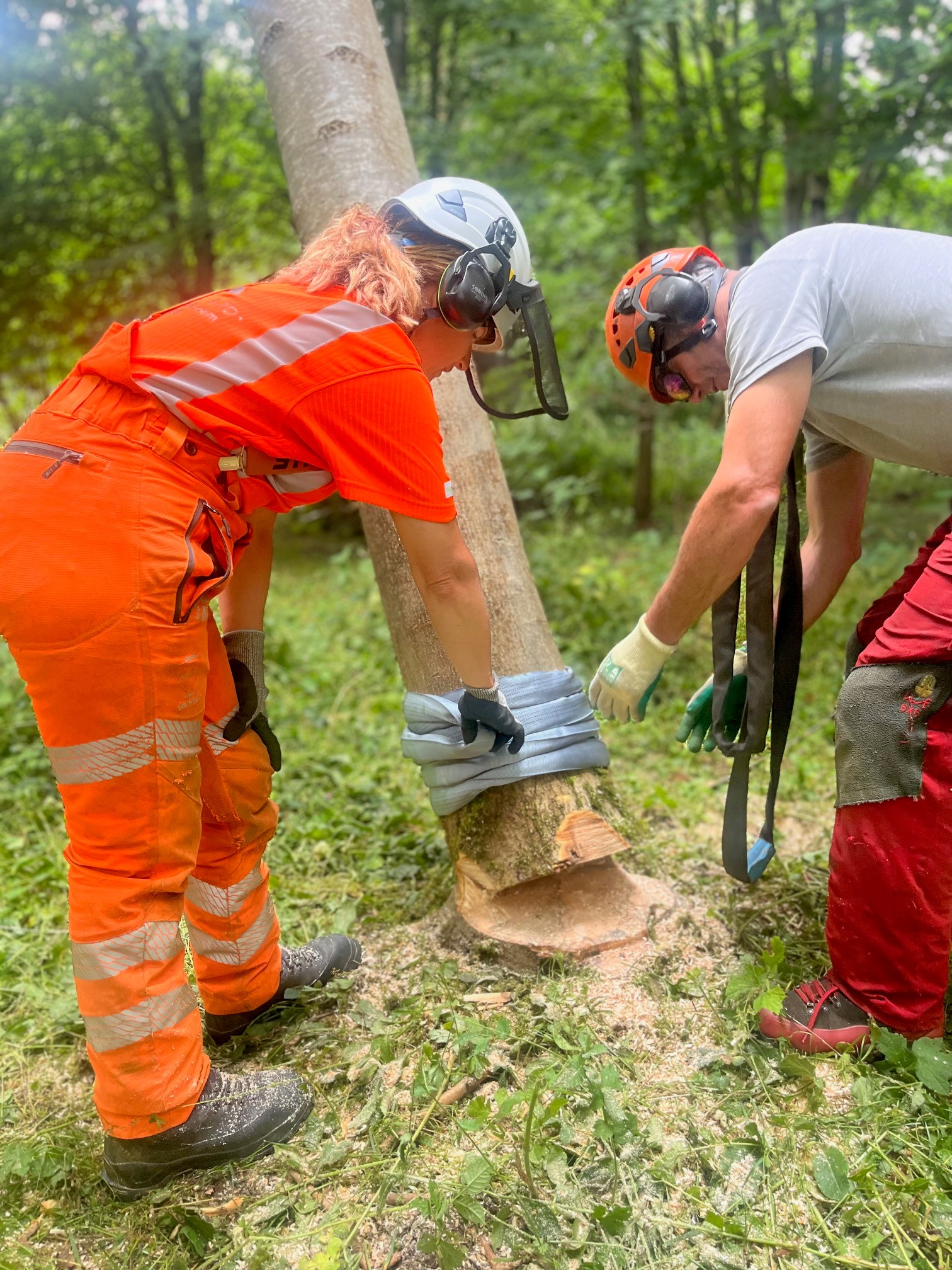 Level 2 Chainsaw Maintenance & Crosscutting with Felling and Processing Trees up to 380mm Course [6 Days]