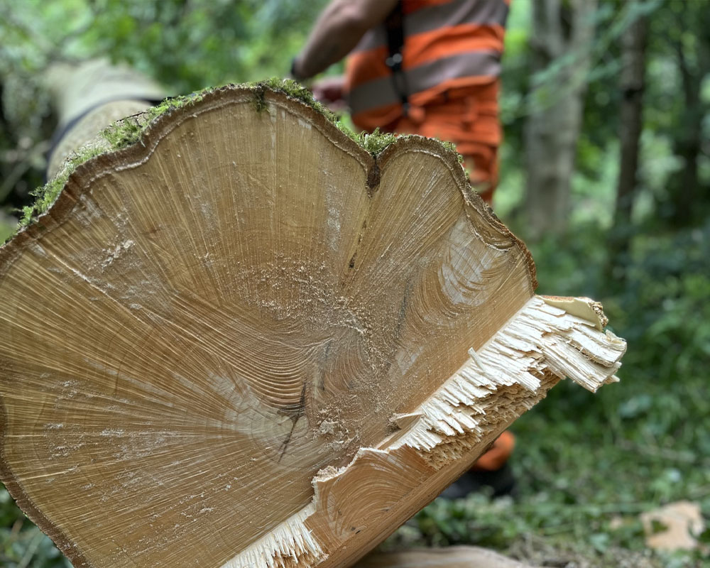 Level 2 Chainsaw Maintenance & Crosscutting with Felling and Processing Trees up to 380mm Course [6 Days]
