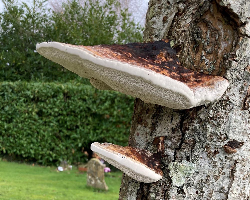 LANTRA Awards Professional Tree Inspection Course [3 Days]