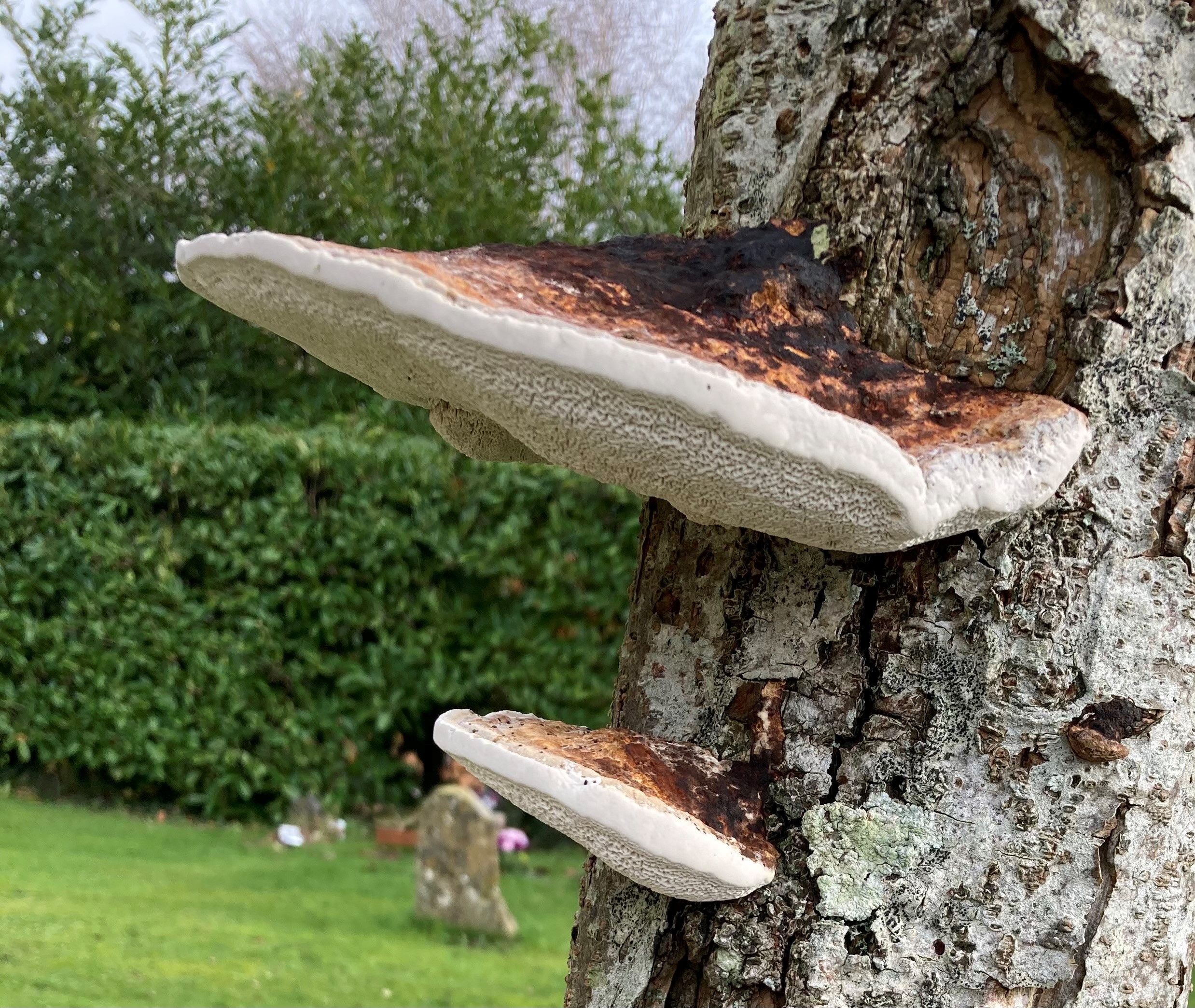 LANTRA Awards Professional Tree Inspection Course [3 Days]