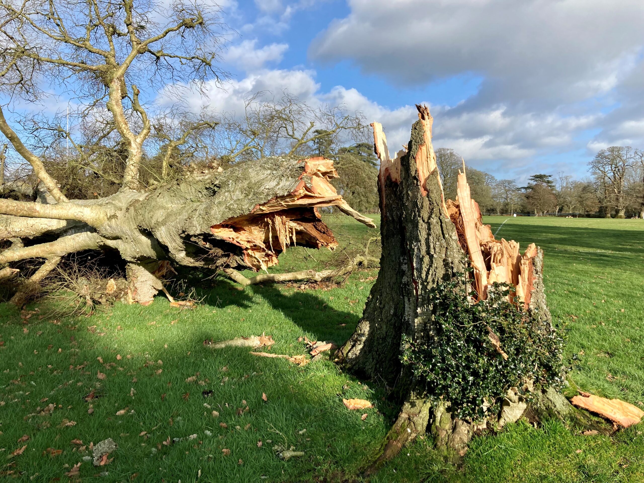 LANTRA Awards Professional Tree Inspection Course [3 Days]