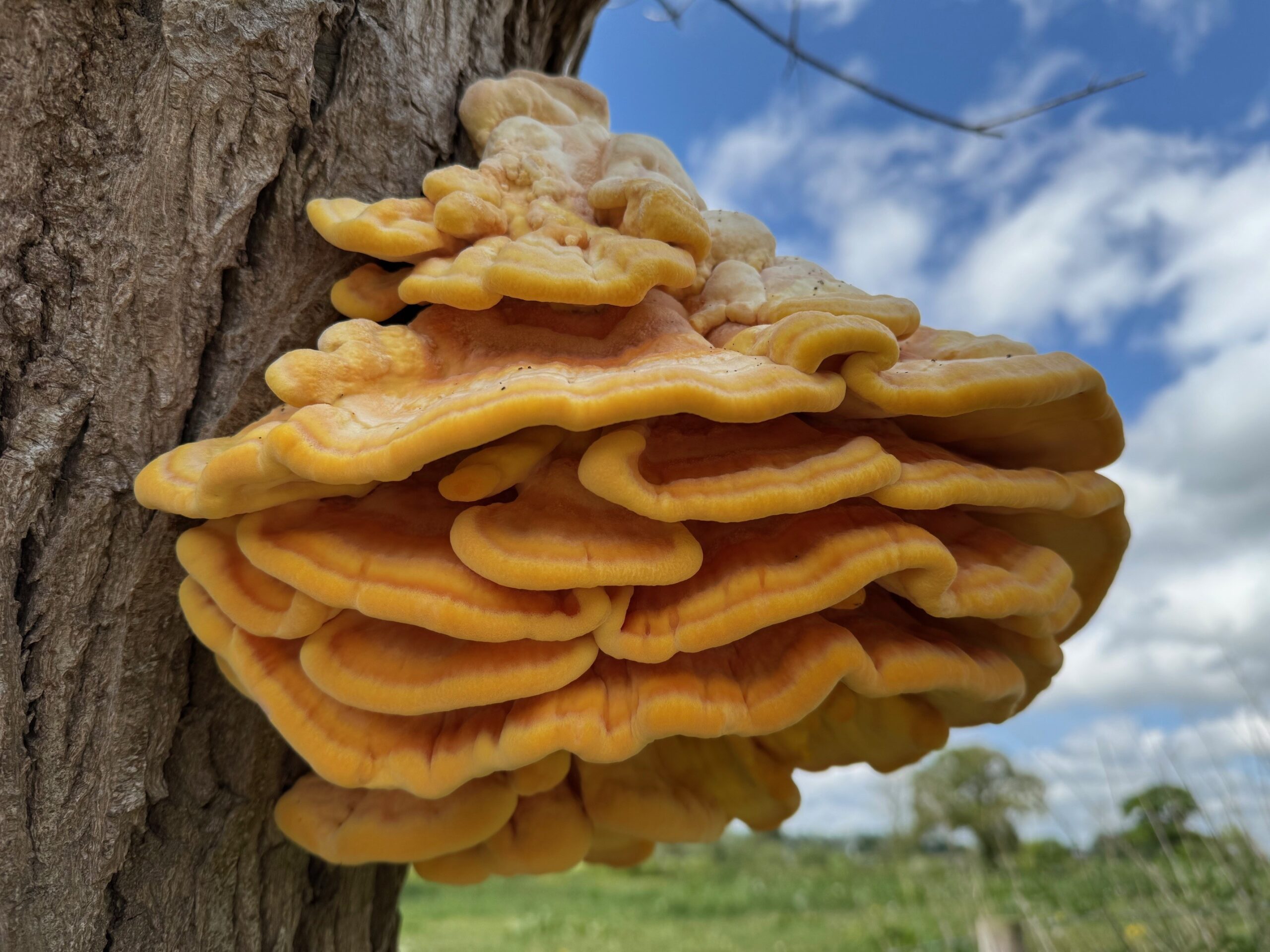 LANTRA Awards Basic Tree Survey and Inspection [Training Only] Course